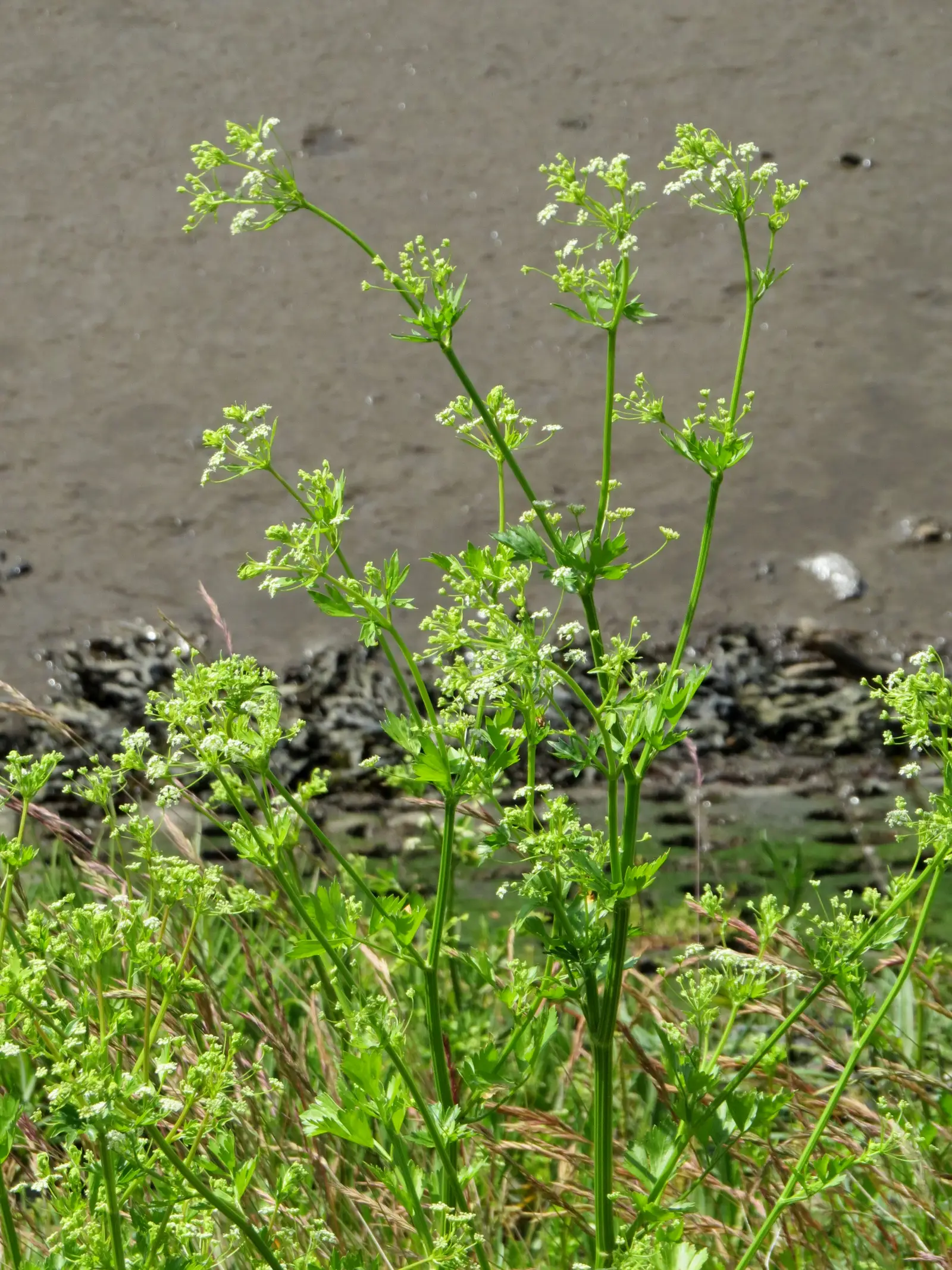 Lapkotinis Salieras 'Tall Utah' (Apium graveolens var. dulce 'Tall Utah')