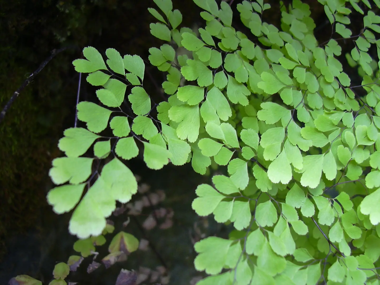 Adiantas 'Fritz-Luthi' (Veneros plaukai)