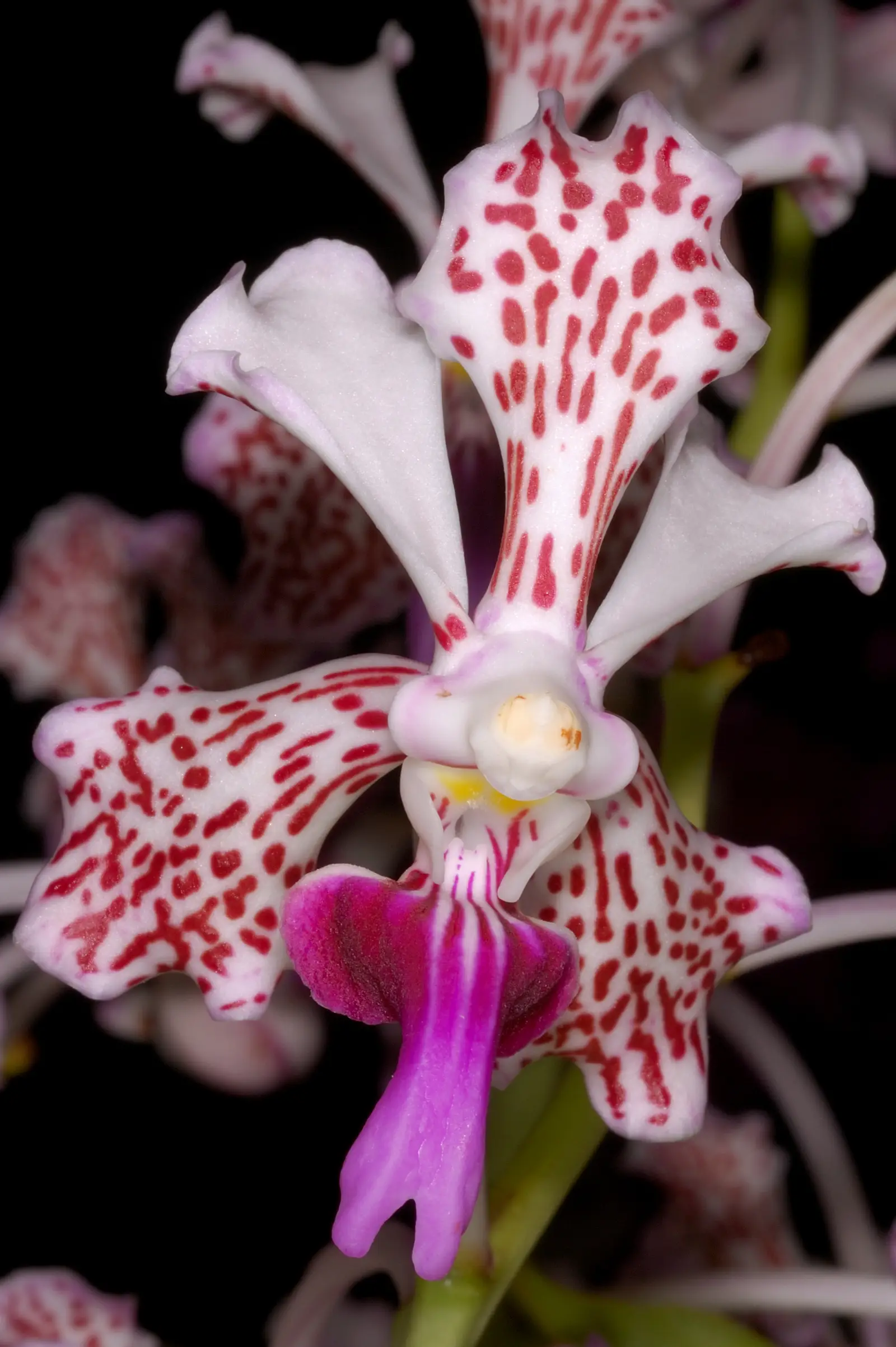 Vanda trijų spalvų orchidėja (Vanda tricolor)