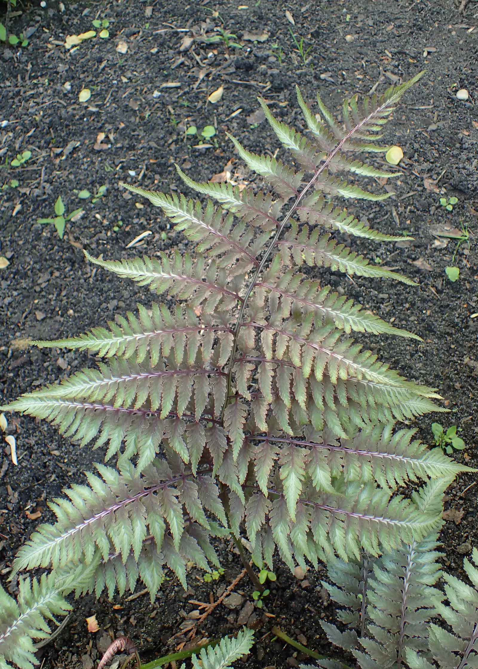 Metalinis japoninis papartis