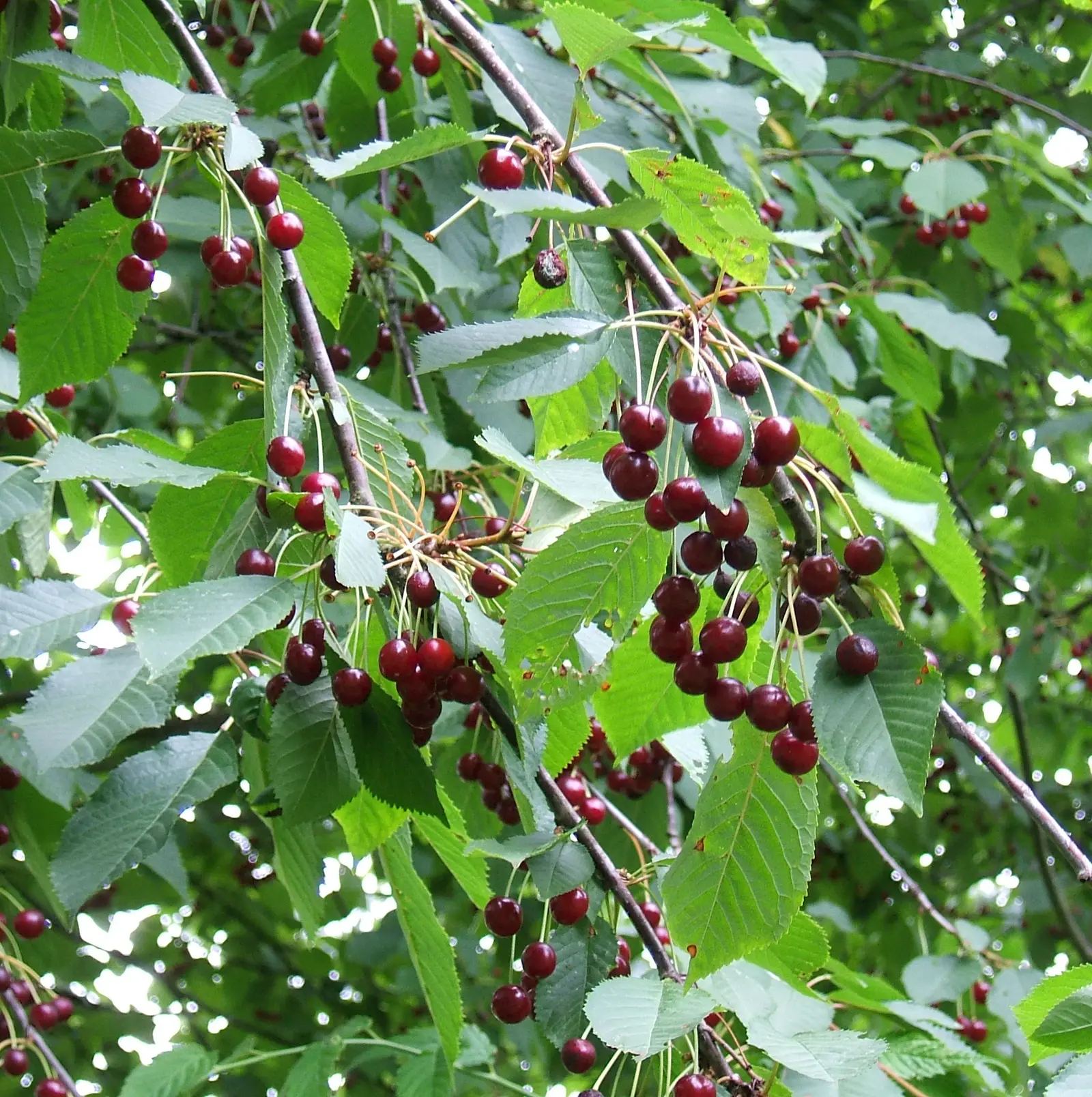 Trešnė 'Techlovan'