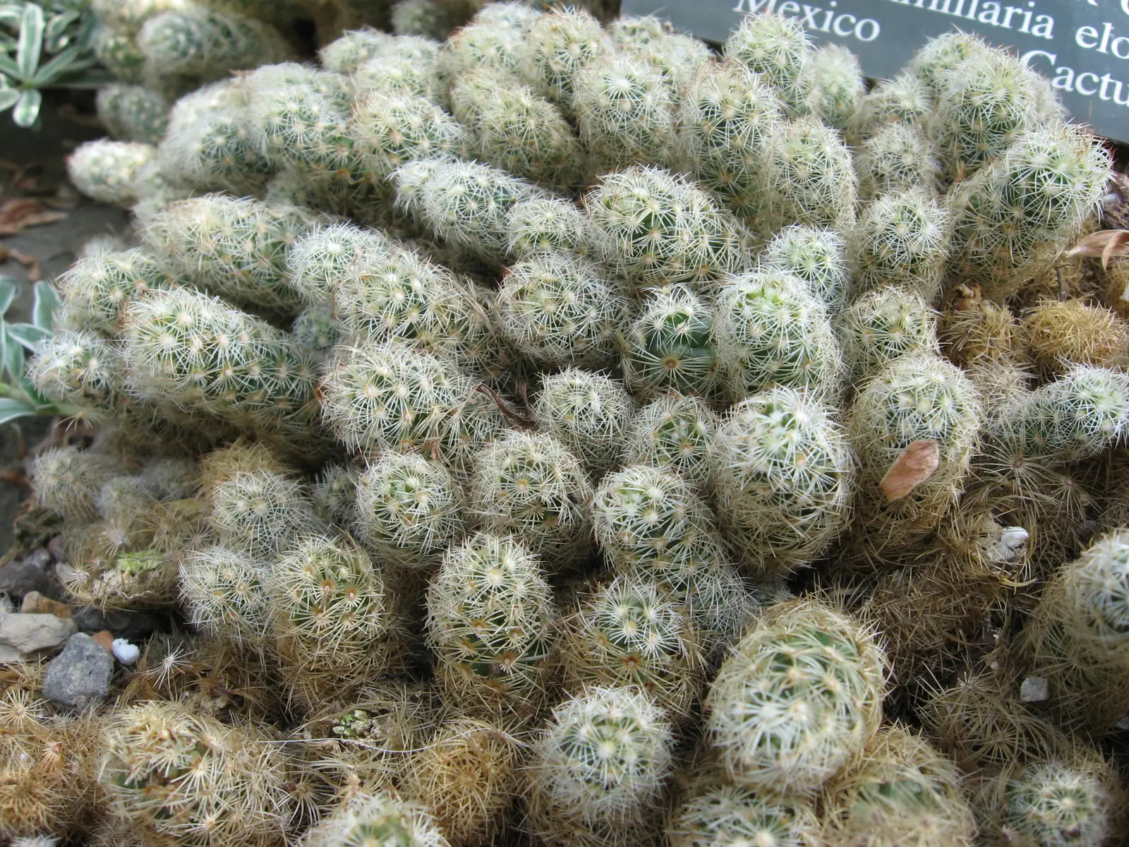 Ilgoji mamiliarija 'Copper King' (Pirštinė mamiliarija)