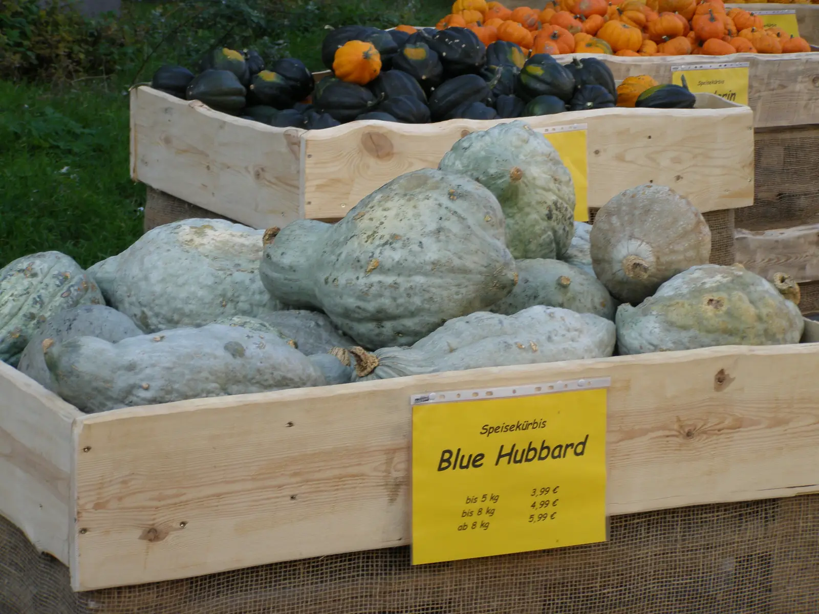 Moliūgas 'Blue Hubbard'