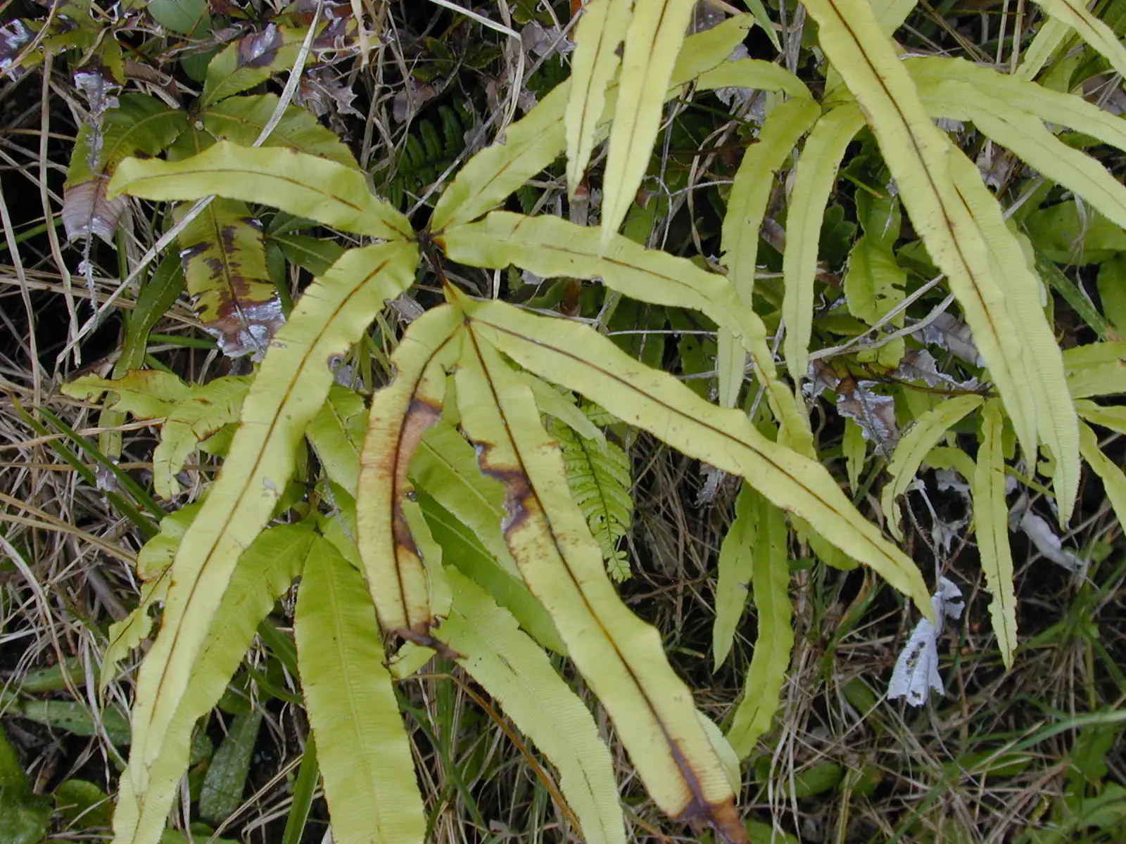 Kreto papartis 'Albolineata' (Baltadryžis kreto papartis)