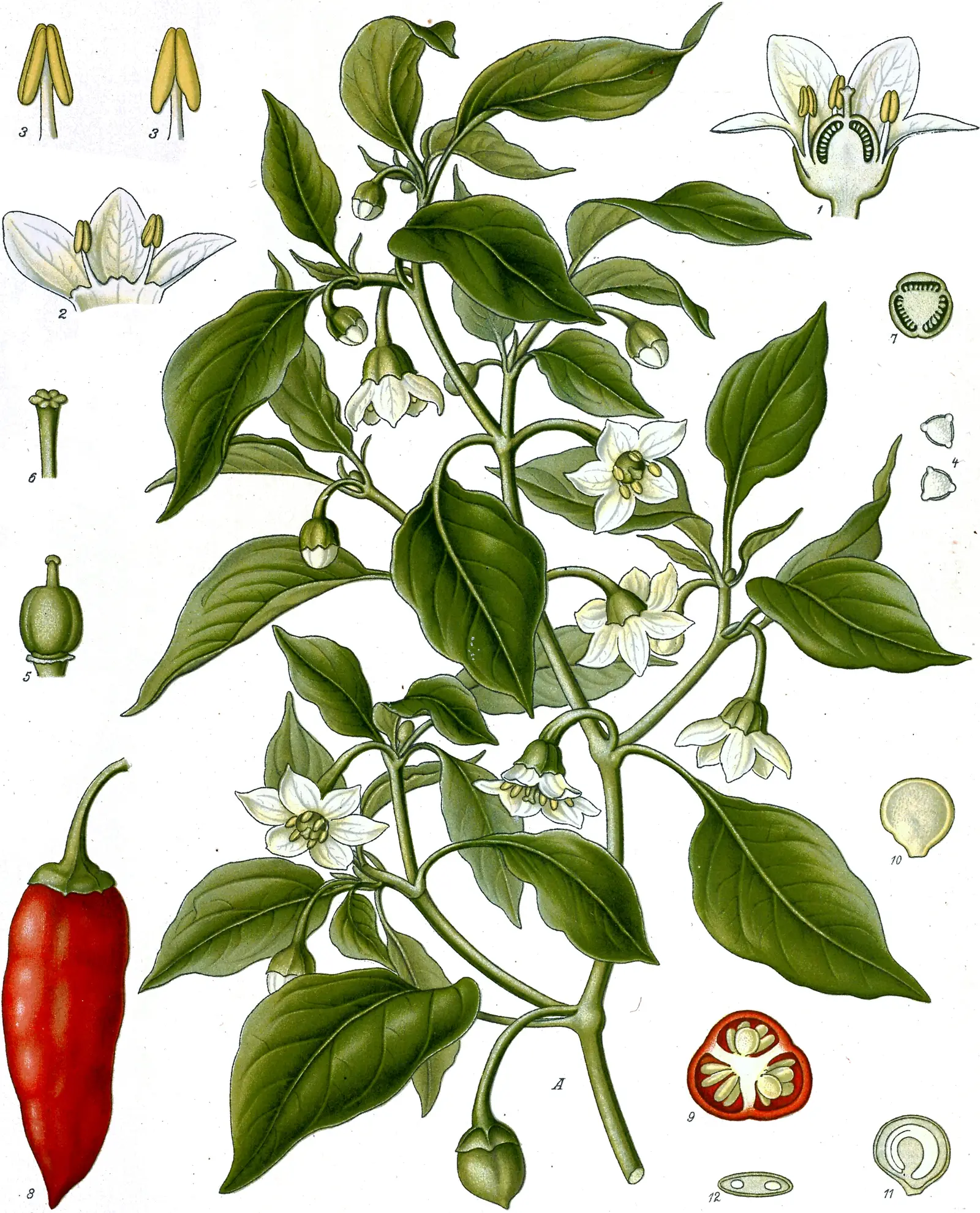 Paprika "Violetta" (Capsicum annuum 'Violetta')