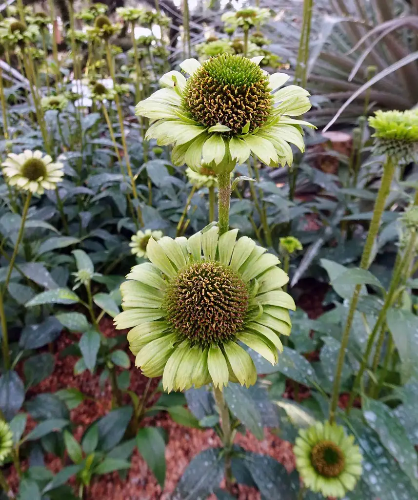 Purpurinė ežiuolė 'Green Jewel'