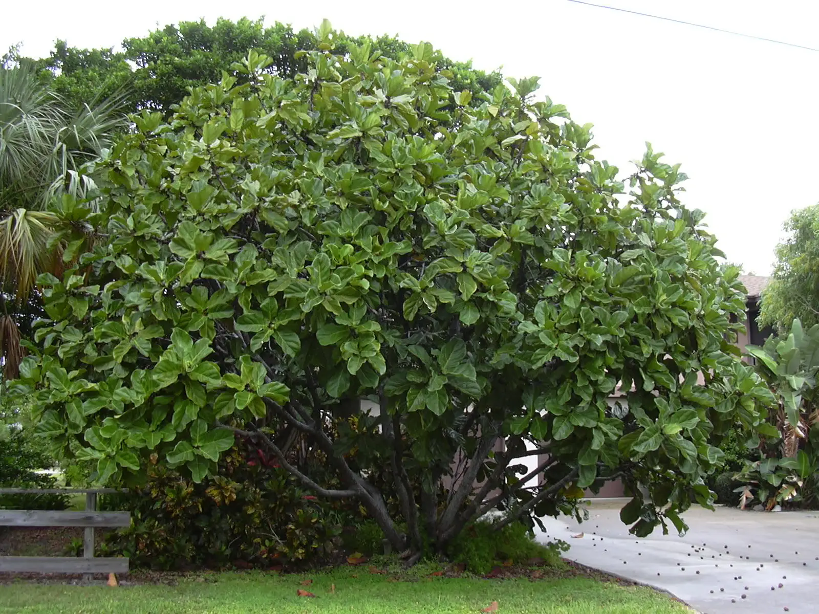 Lyralapis fikusas (Ficus lyrata)
