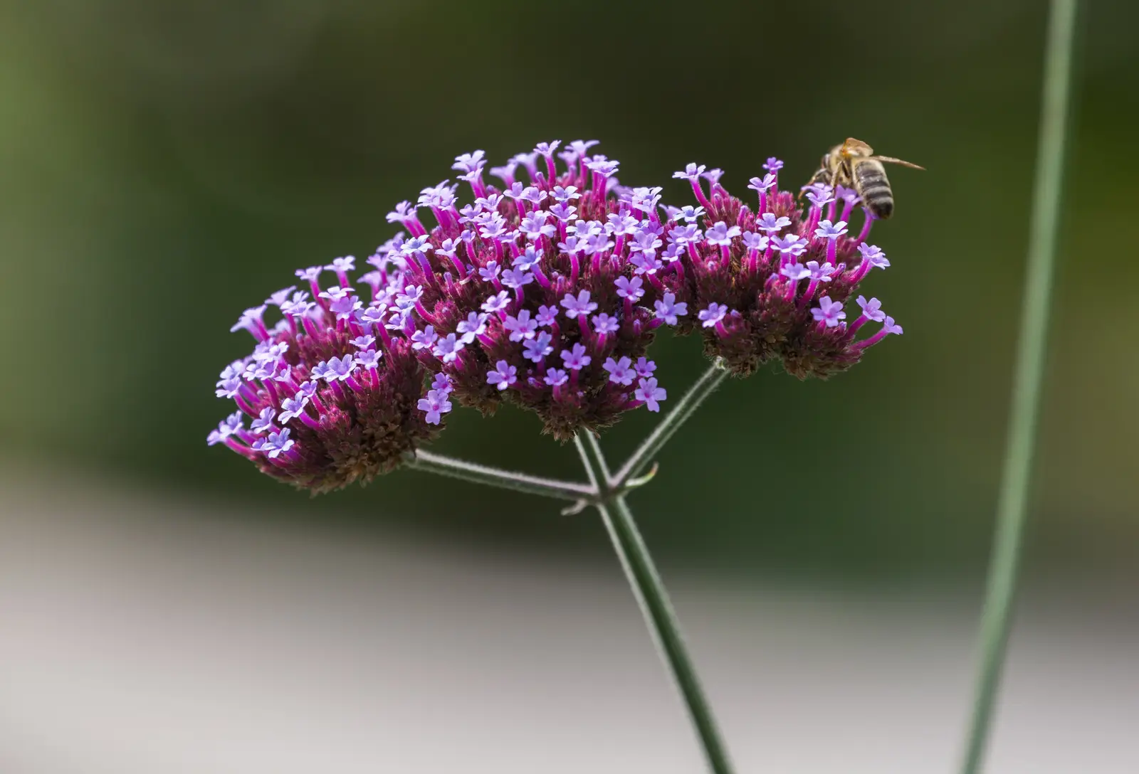 Verbena bonariensis (Argentininė verbena)