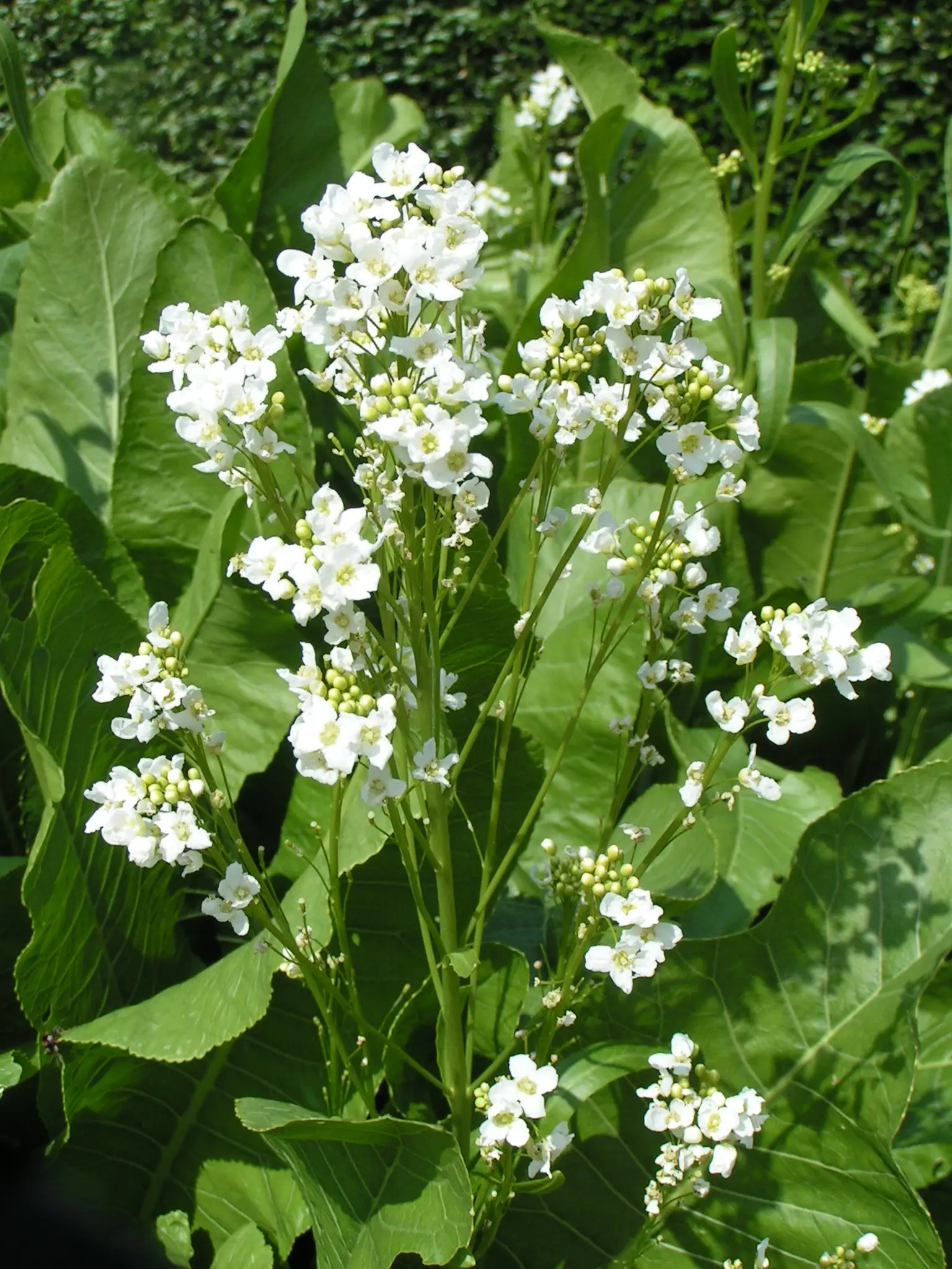 Krienai 'Maliner Kren'