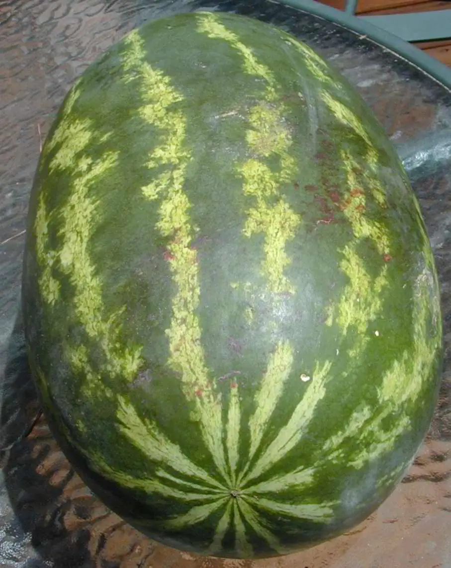Arbūzas 'Black Diamond'