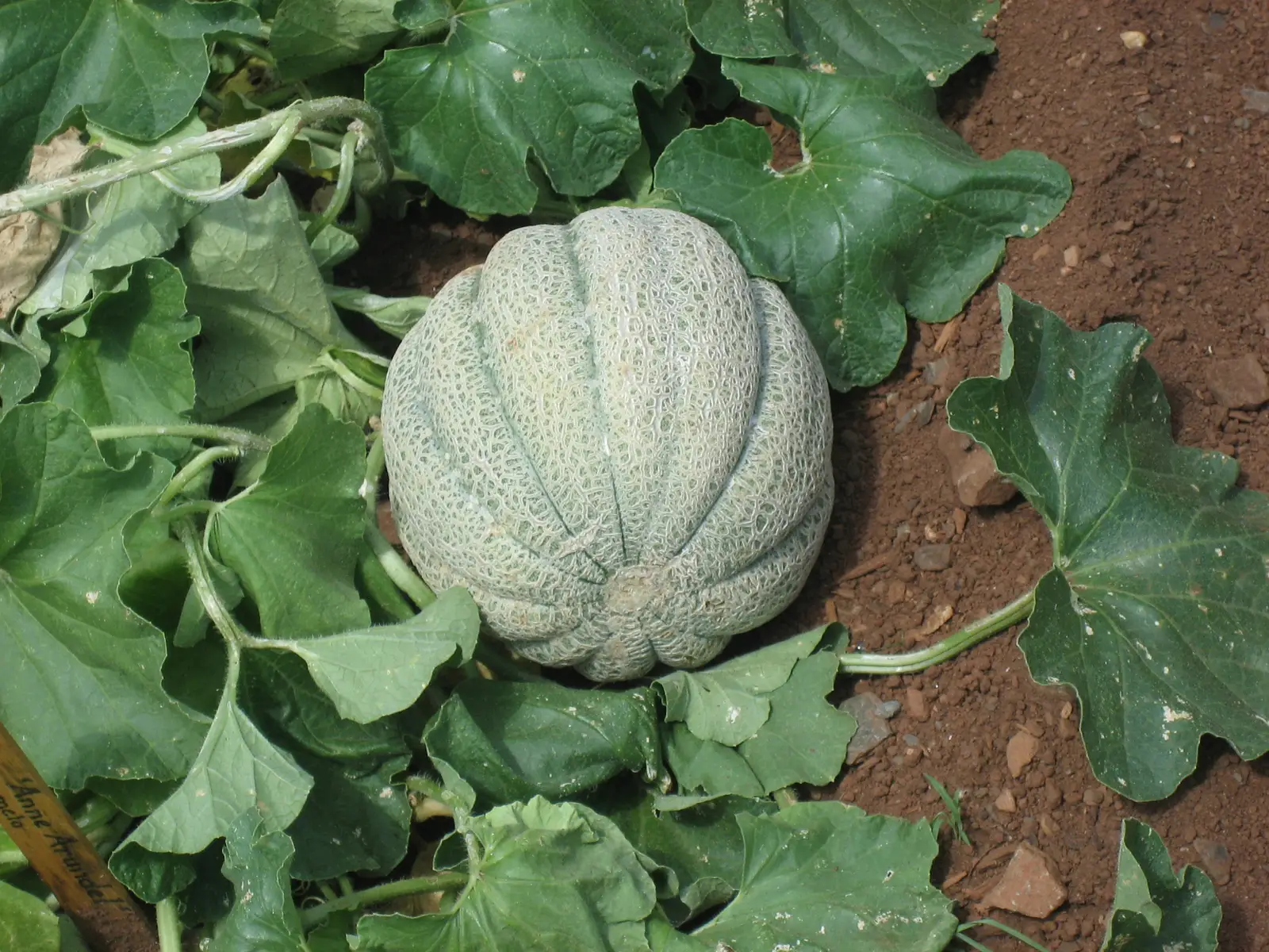 Šantė melionas (Cucumis melo 'Charentais')