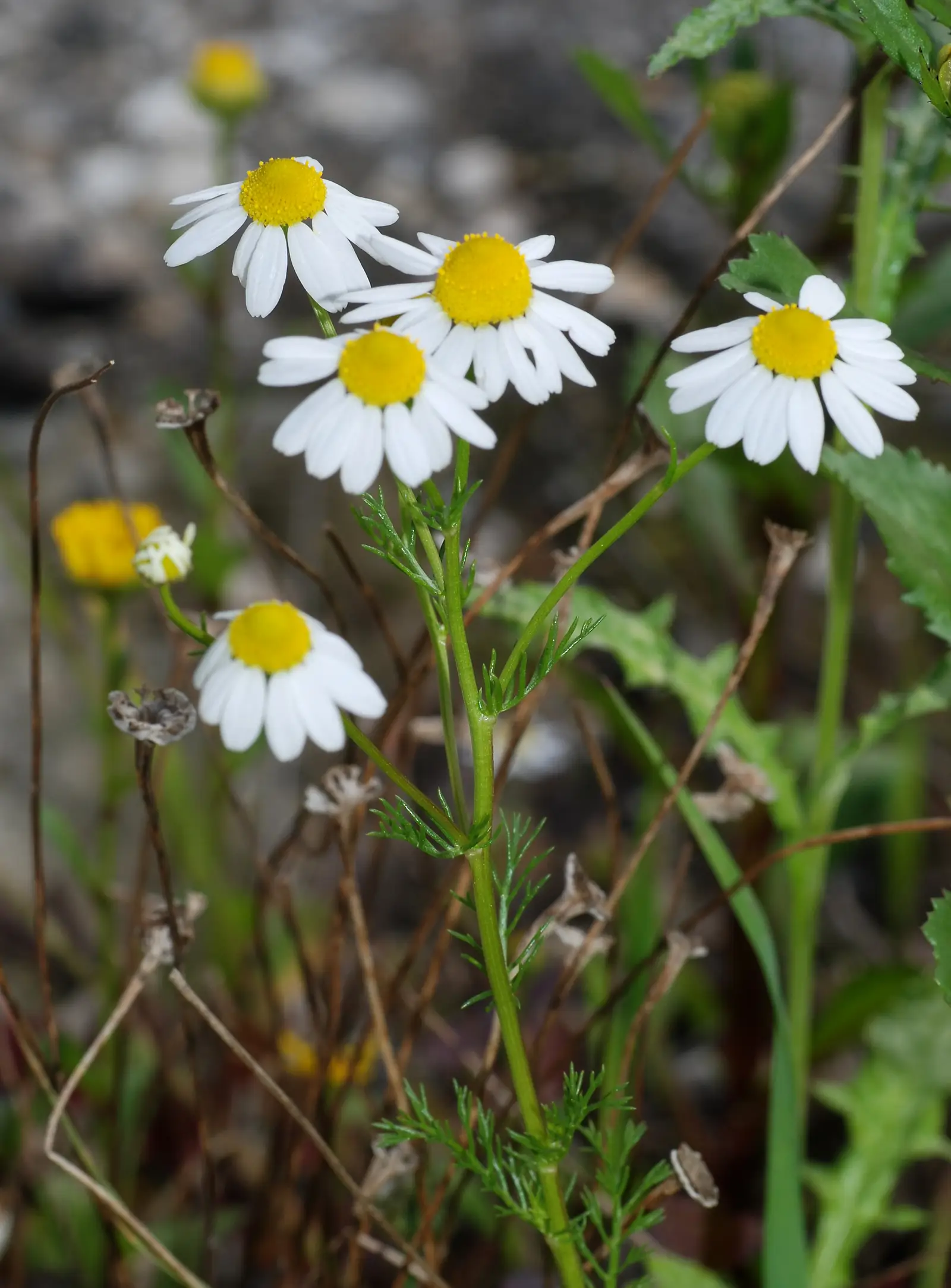 Vokiškoji ramunė (Matricaria chamomilla)