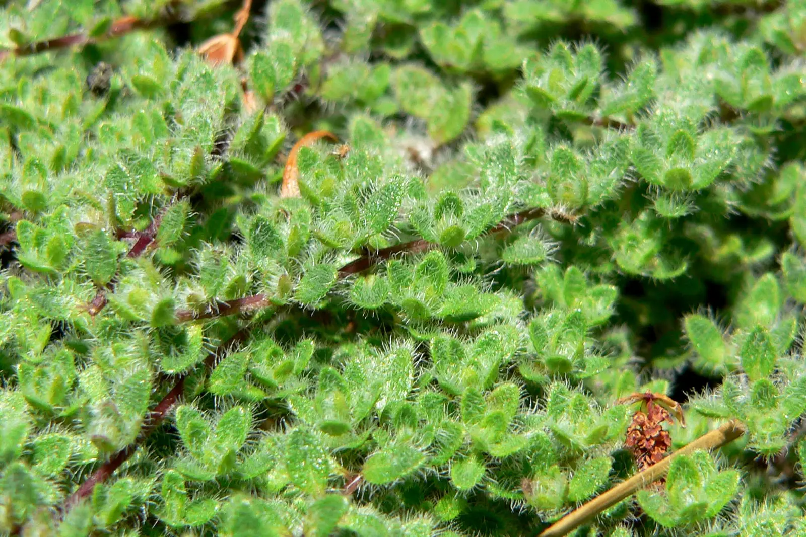 Vilnotasis čiobrelis (Vilnuotasis čiobrelis)