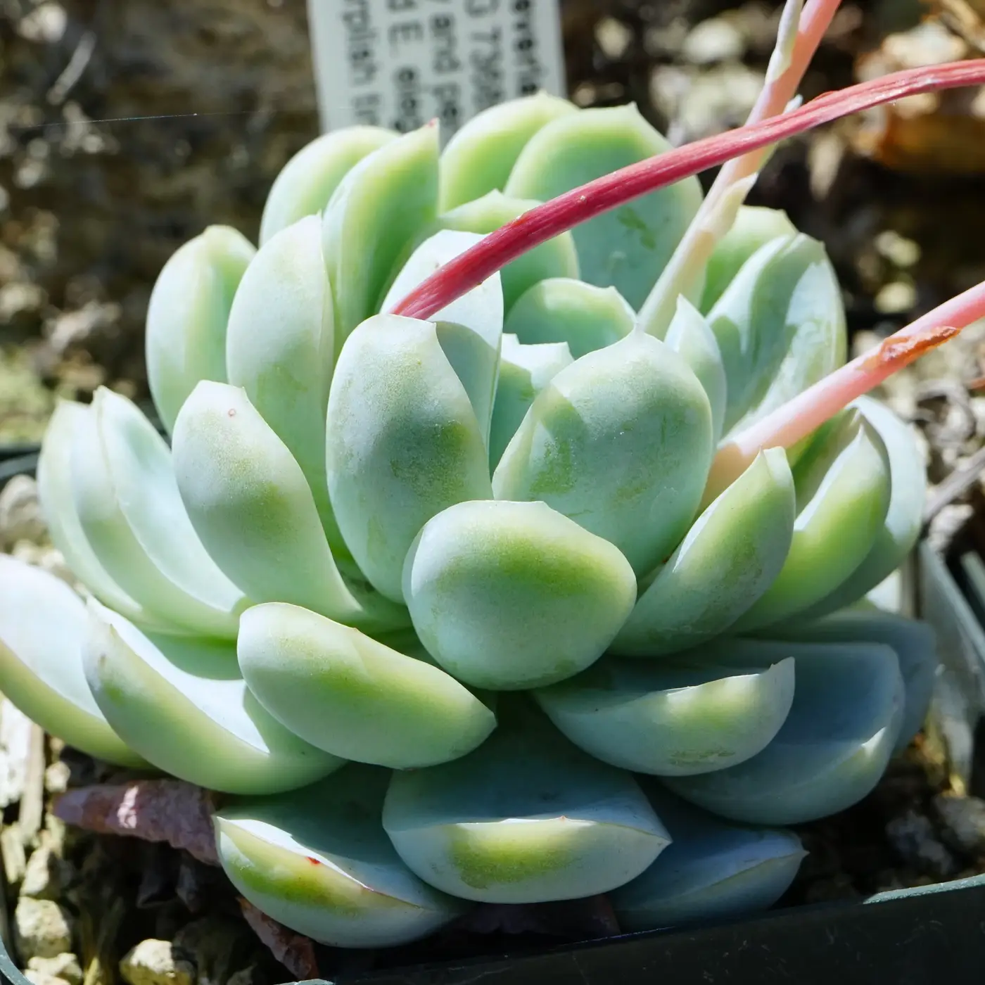 Echeveria 'Lola'
