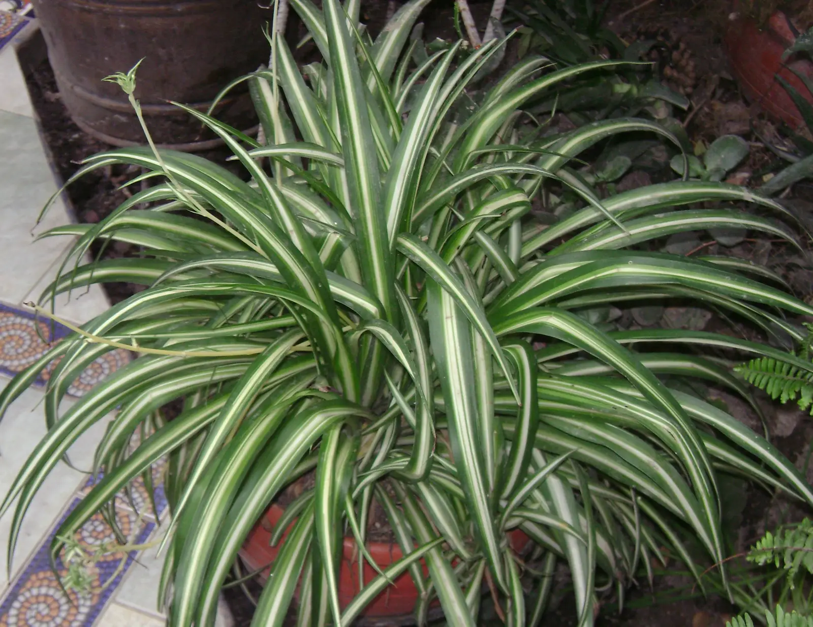 Voratinklinis chlorofitas 'Vittatum' (Voratinklinis augalas, Chlorofitas)