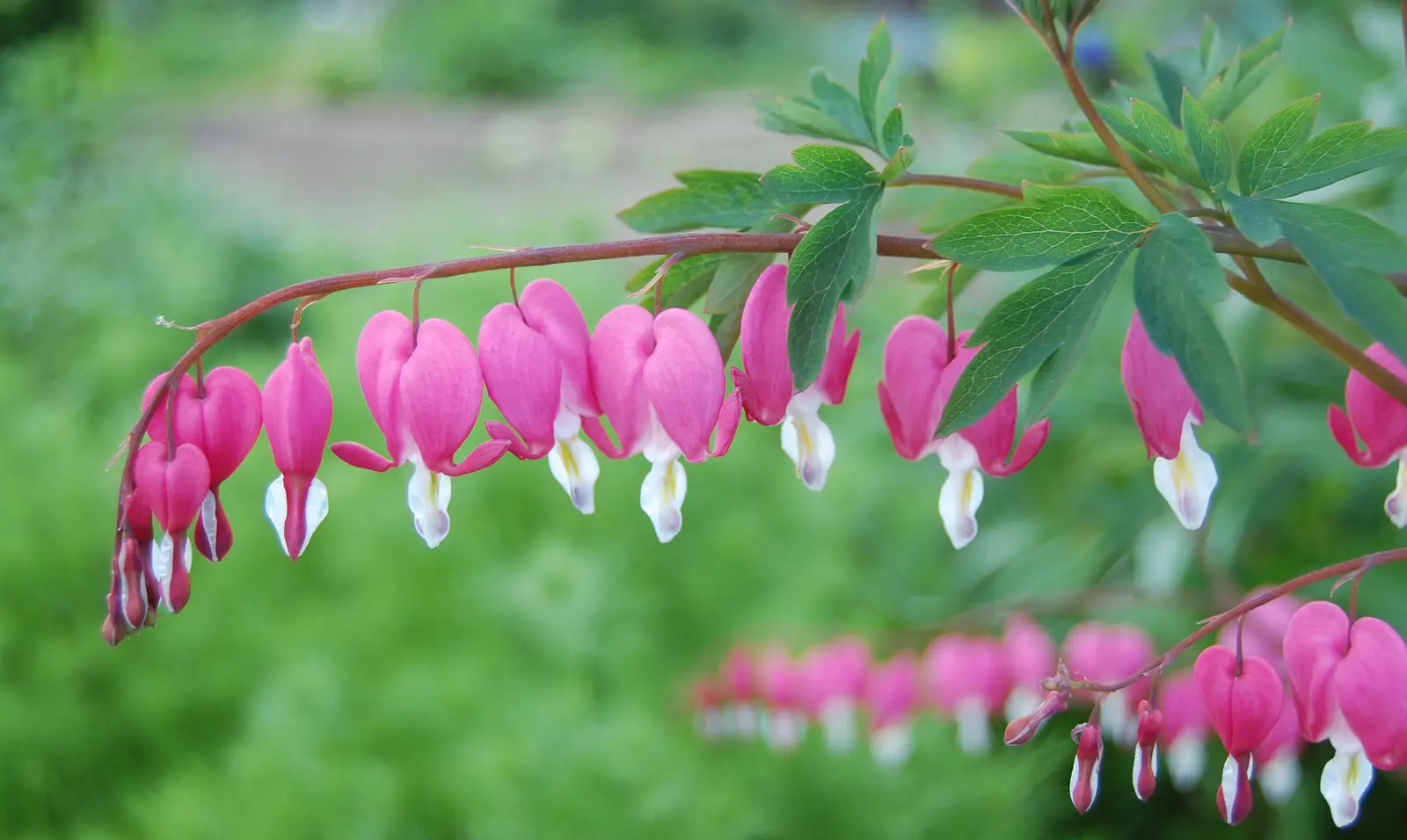 Puošnioji dicentra 'Alba' (Širdis kraujuojanti 'Alba')