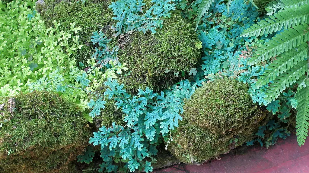 Vaivorykštinė selaginelė (Krauso selaginelė 'Selaginella uncinata')