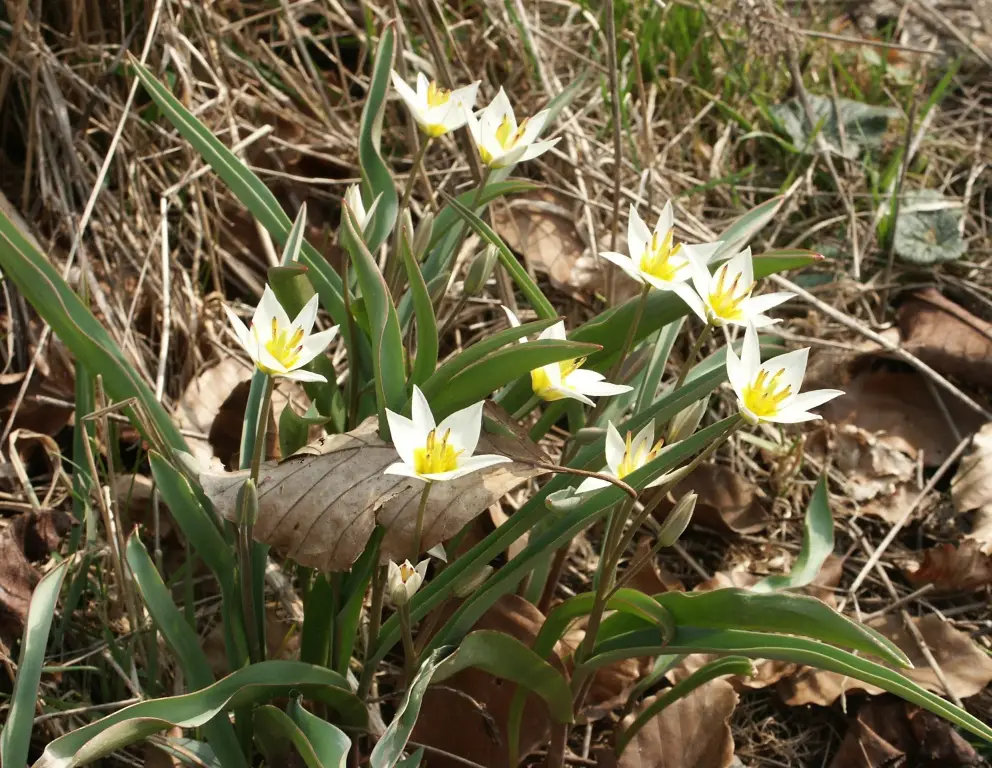 Botaninė tulpė Turkestanica