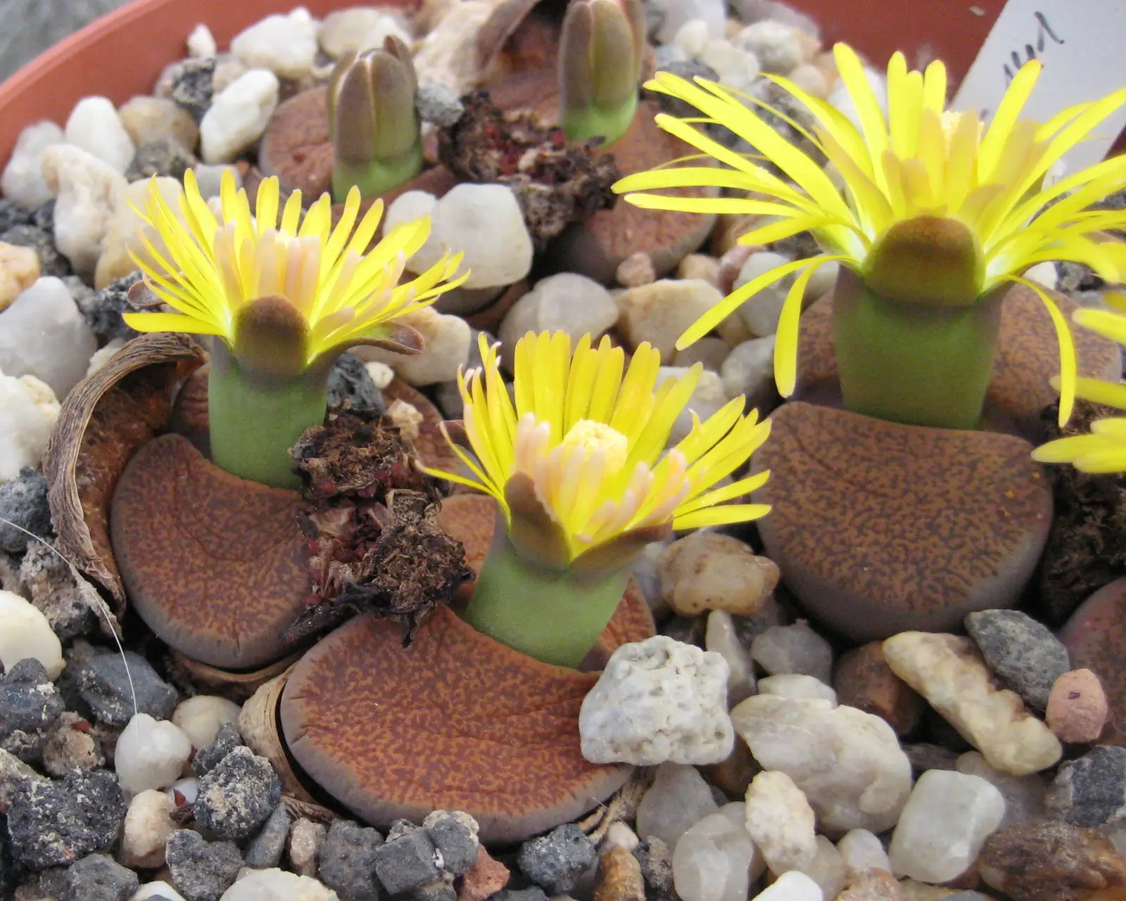 Litopsis Leslie (Gyvasis akmuo)