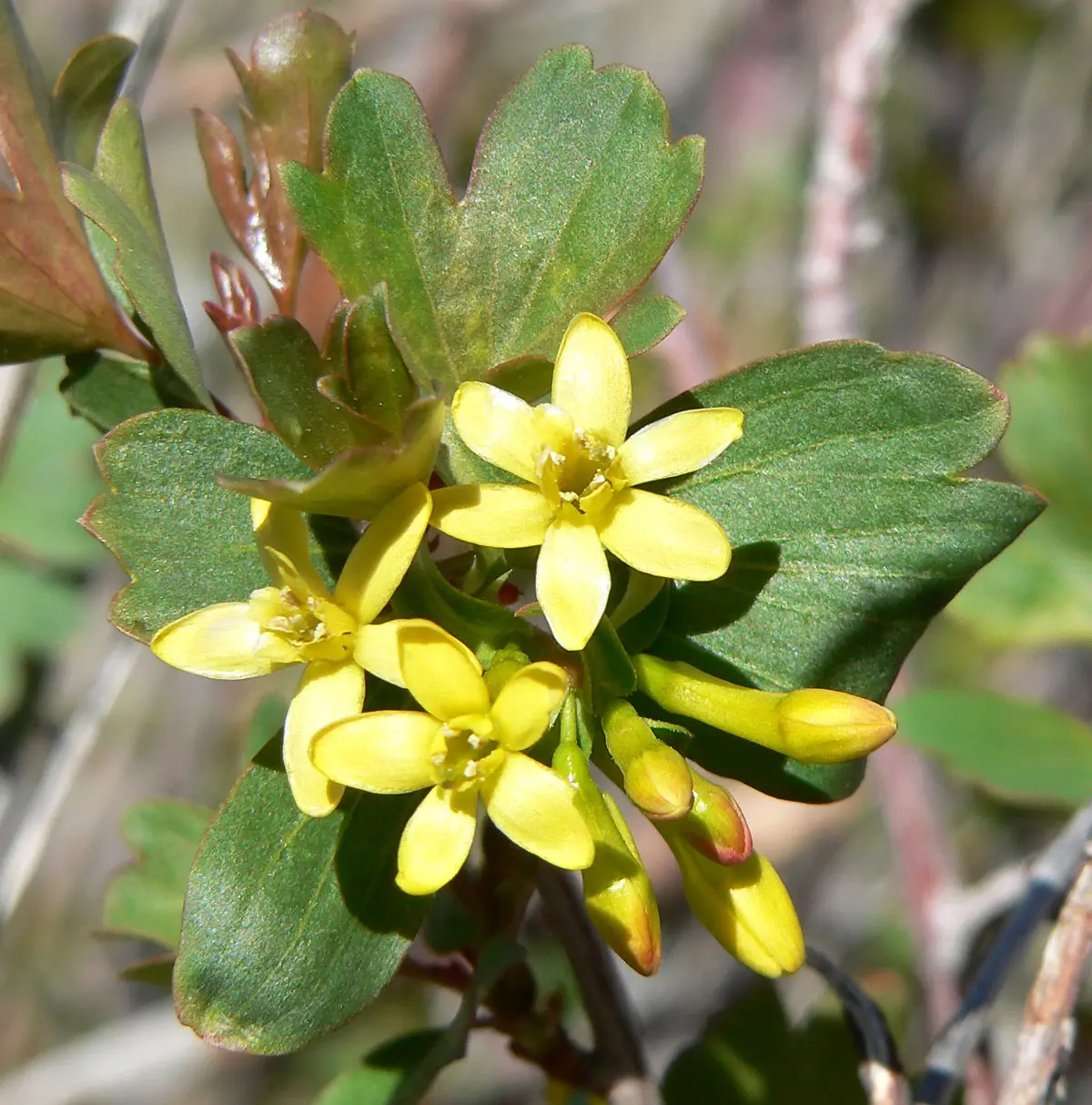 Auksinis serbentas 'Crandall' (Auksinis raudonasis serbentas, Kvapnusis serbentas)