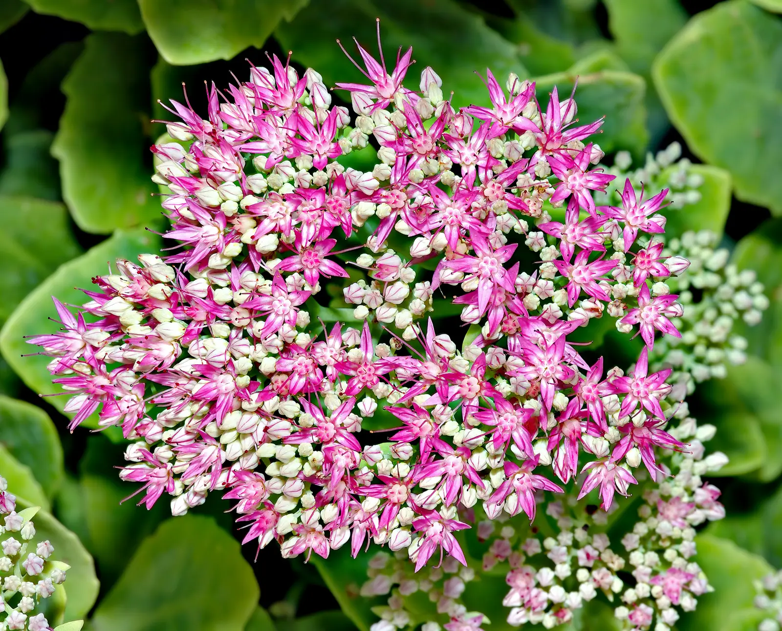 Hylotelephium 'Carl' (Šilokas 'Carl')