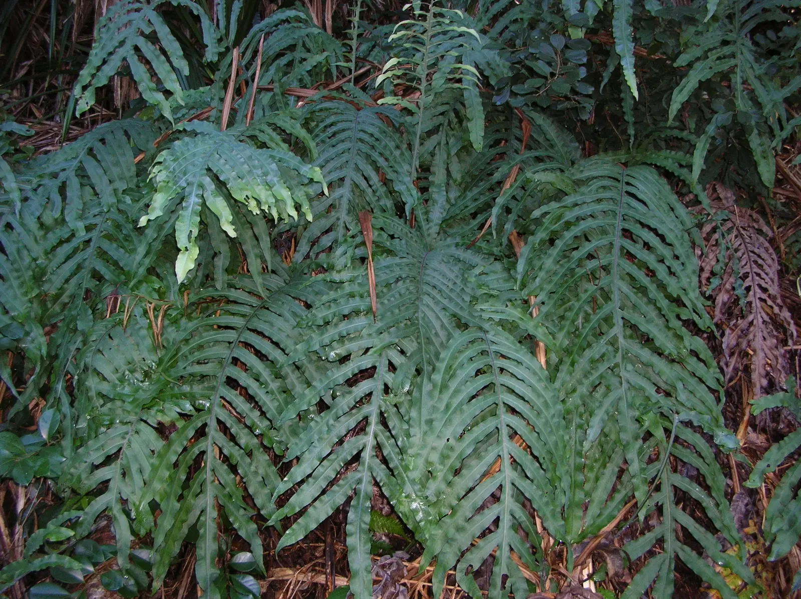Mėlynasis papartis 'Mandaianum' (Phlebodium)