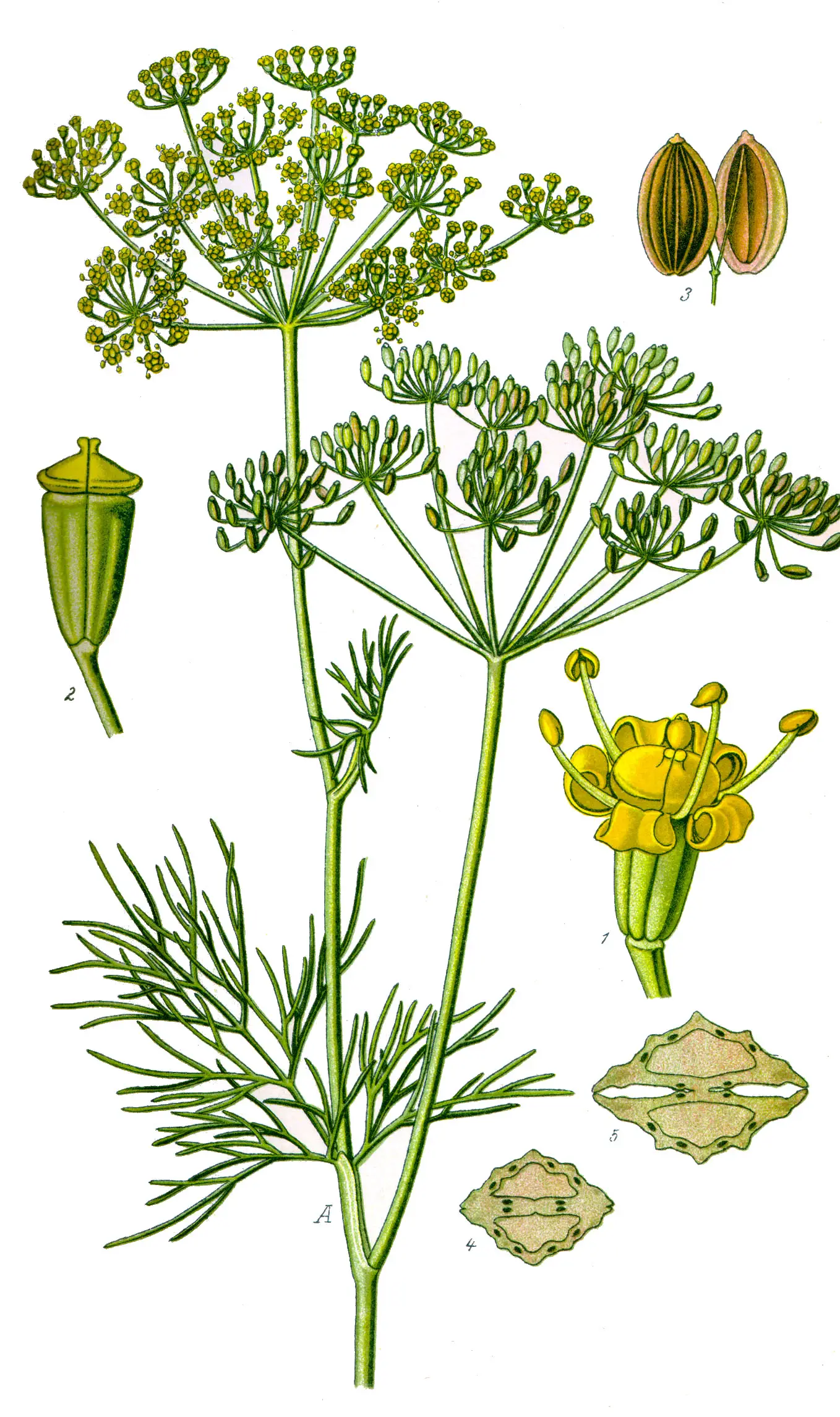 Krapai 'Dill Bouquet' (Anethum graveolens 'Dill Bouquet')