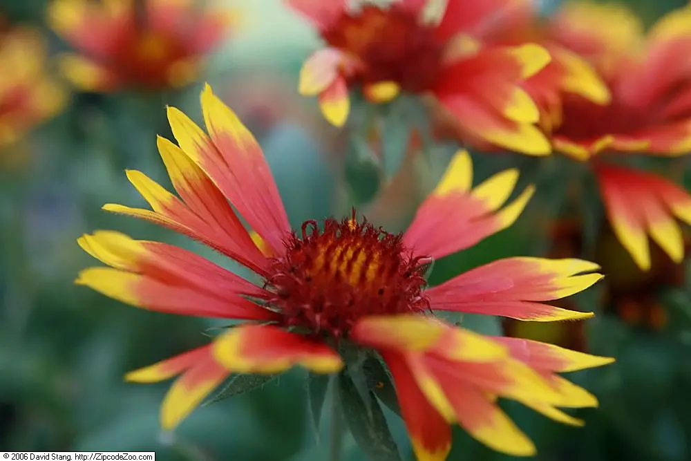 Gailardija 'Arizona Sun'