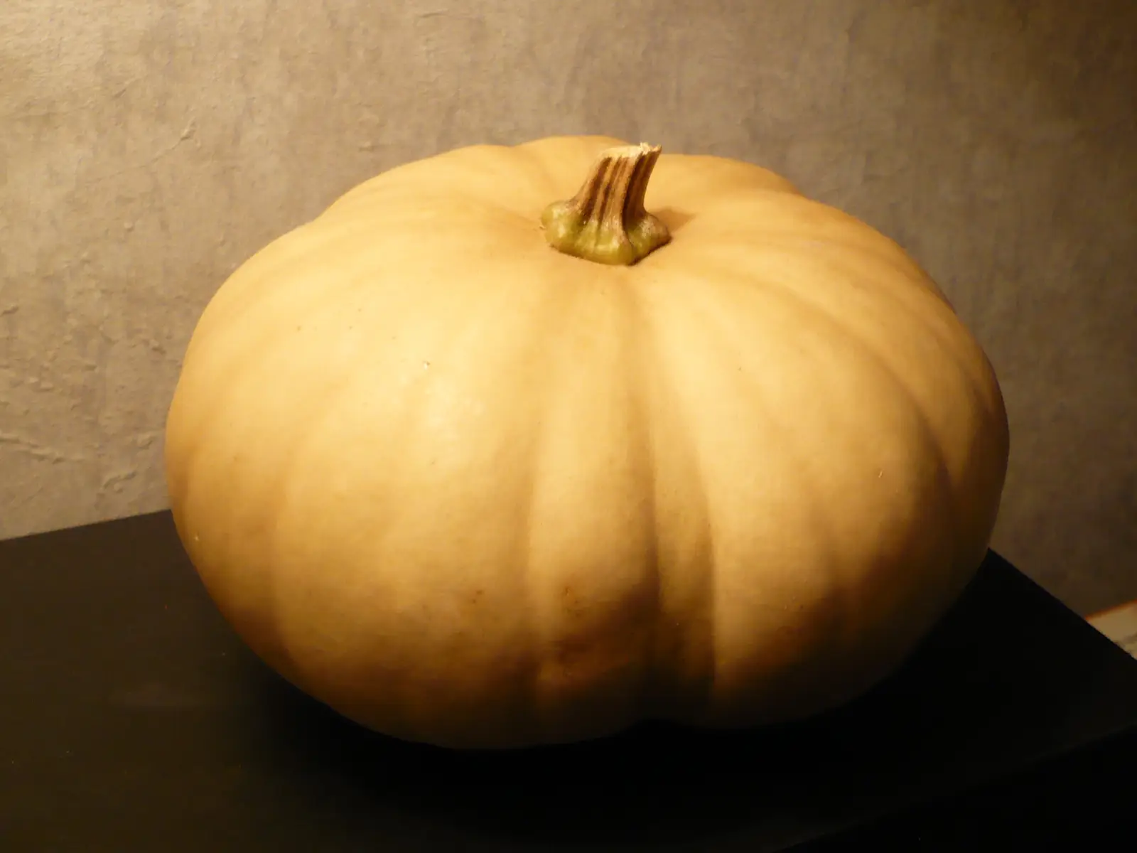 Long Ailendo sūrio moliūgas (Long Island Cheese Squash)