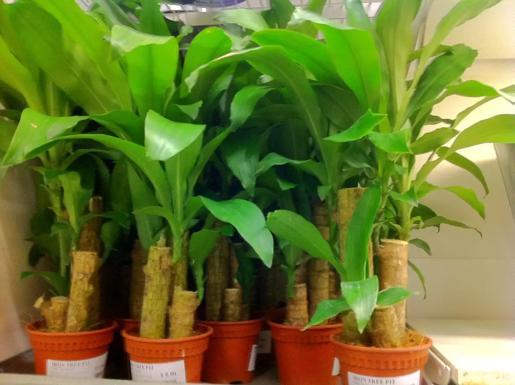 Kvapioji dracena 'Massangeana' (Kukurūzinis augalas)