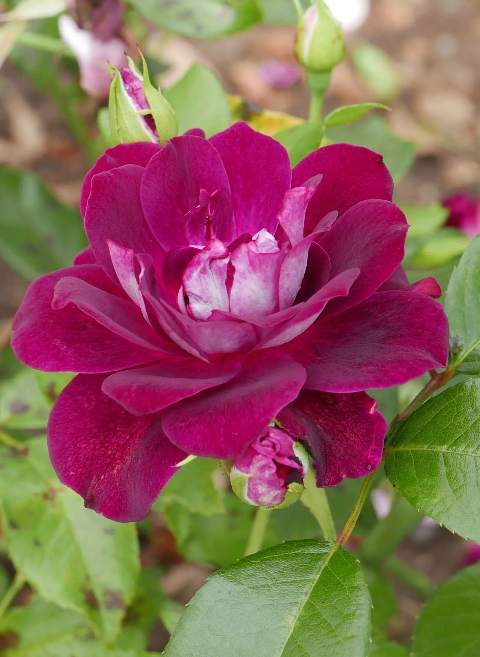'Burgundy Iceberg' rožė (Tamsiai raudona 'Iceberg' rožė)