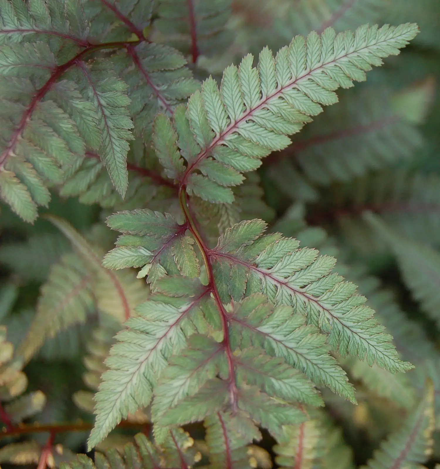 Japoninis margalapis paparotis 'Burgundy Lace'