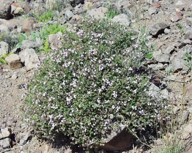 Kompaktiškasis čiobrelis (Kompaktiškasis vaistinis čiobrelis)