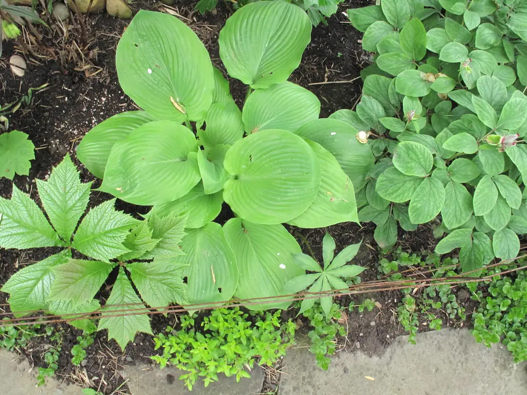 Hosta 'Sum and Substance' (Auksinė Hosta 'Sum and Substance')