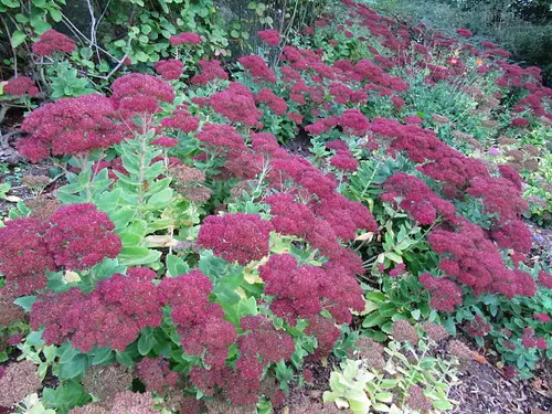 Rudeninis šilokas 'Autumn Joy' (Puikusis šilokas 'Autumn Joy')