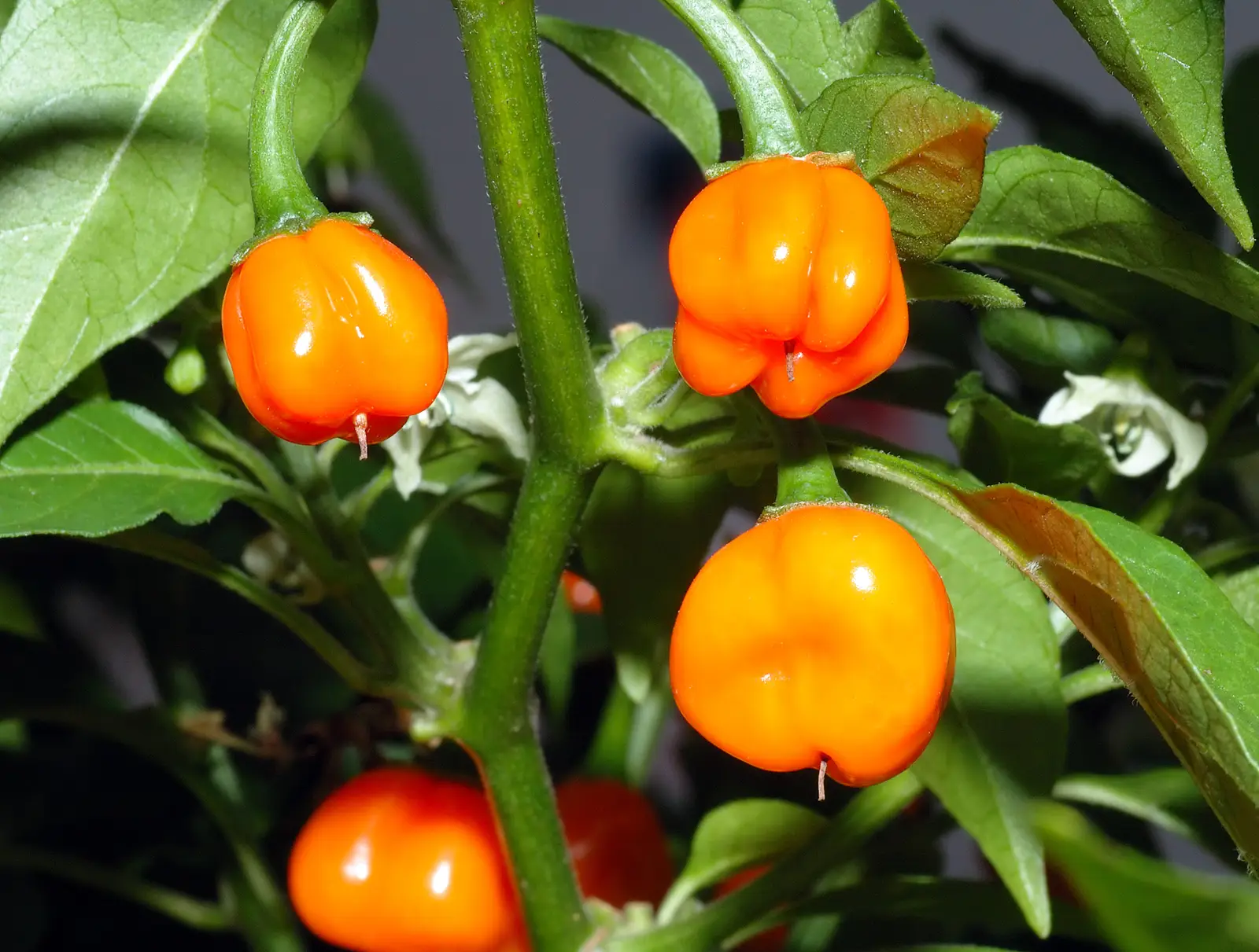 Paprika "Habanero"