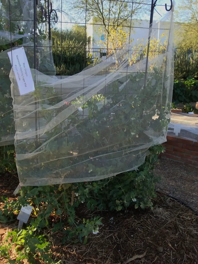 Žirnis 'Oregon Sugar Pod'