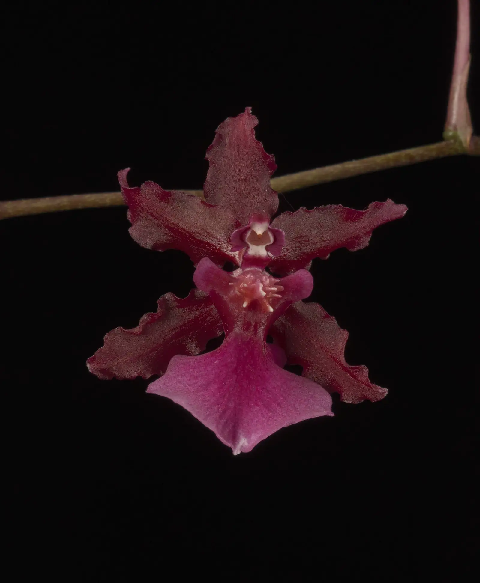 Oncidija 'Sharry Baby' 'Ruby Doll' (Šokoladinė orchidėja)