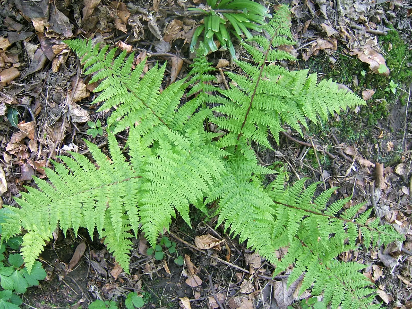 Geležinė papartė 'Frizelė'