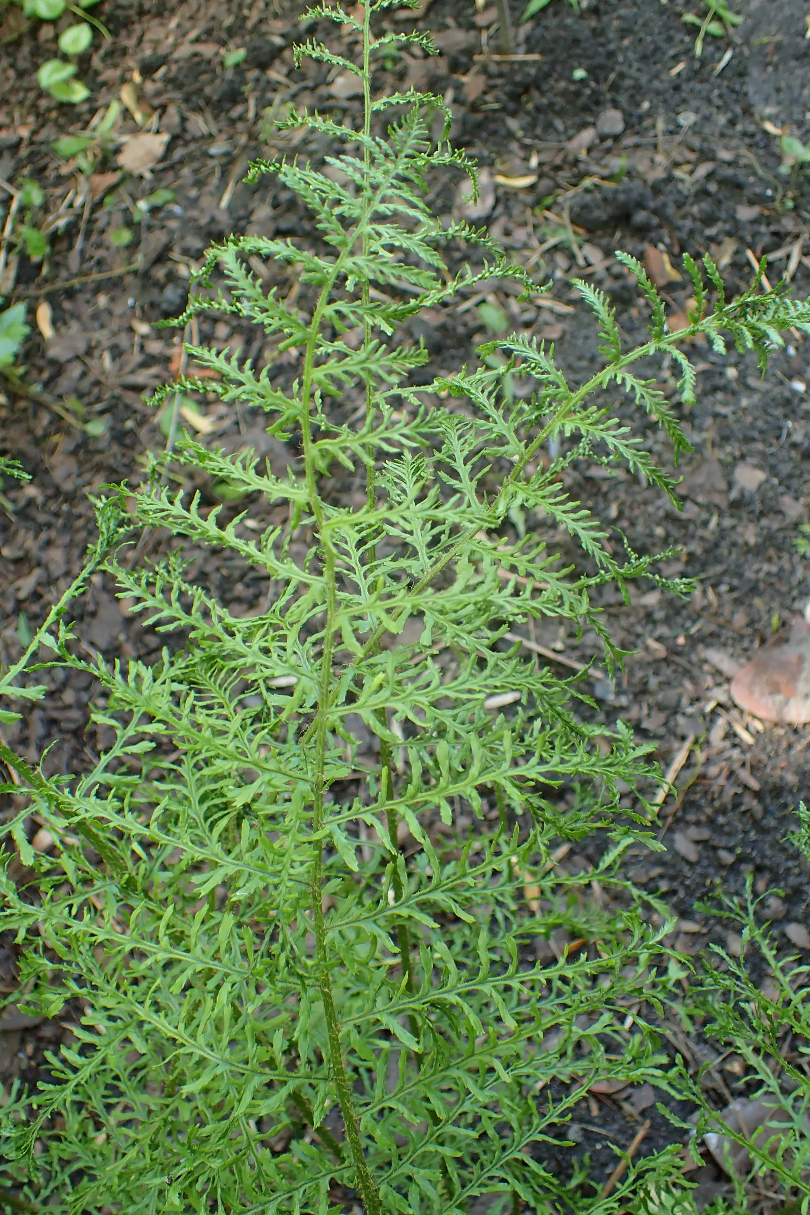 Paprastoji papartė 'Linearis Polydactyla' (Vyriškoji papartė)