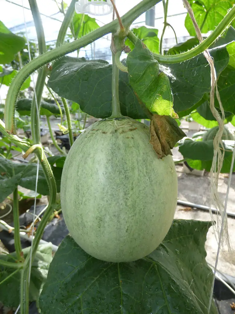 Medaus melionas (Honey Dew melionas)