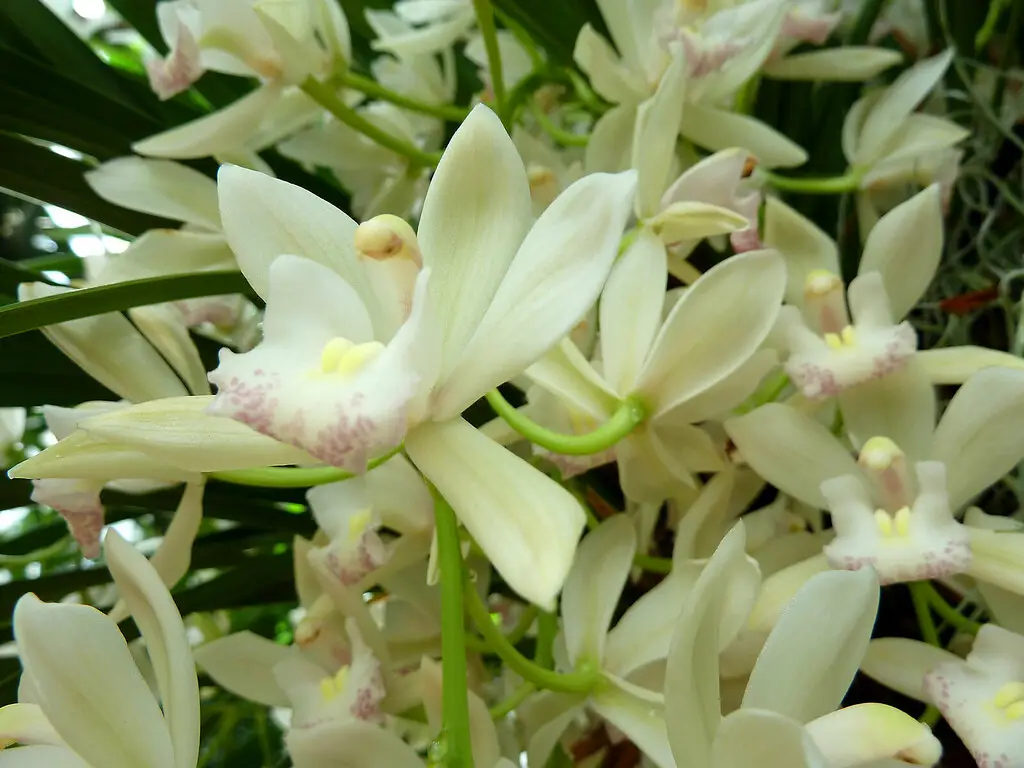 Kaskadinis cimbidis 'Ice Cascade' (Ledo Kaskada)