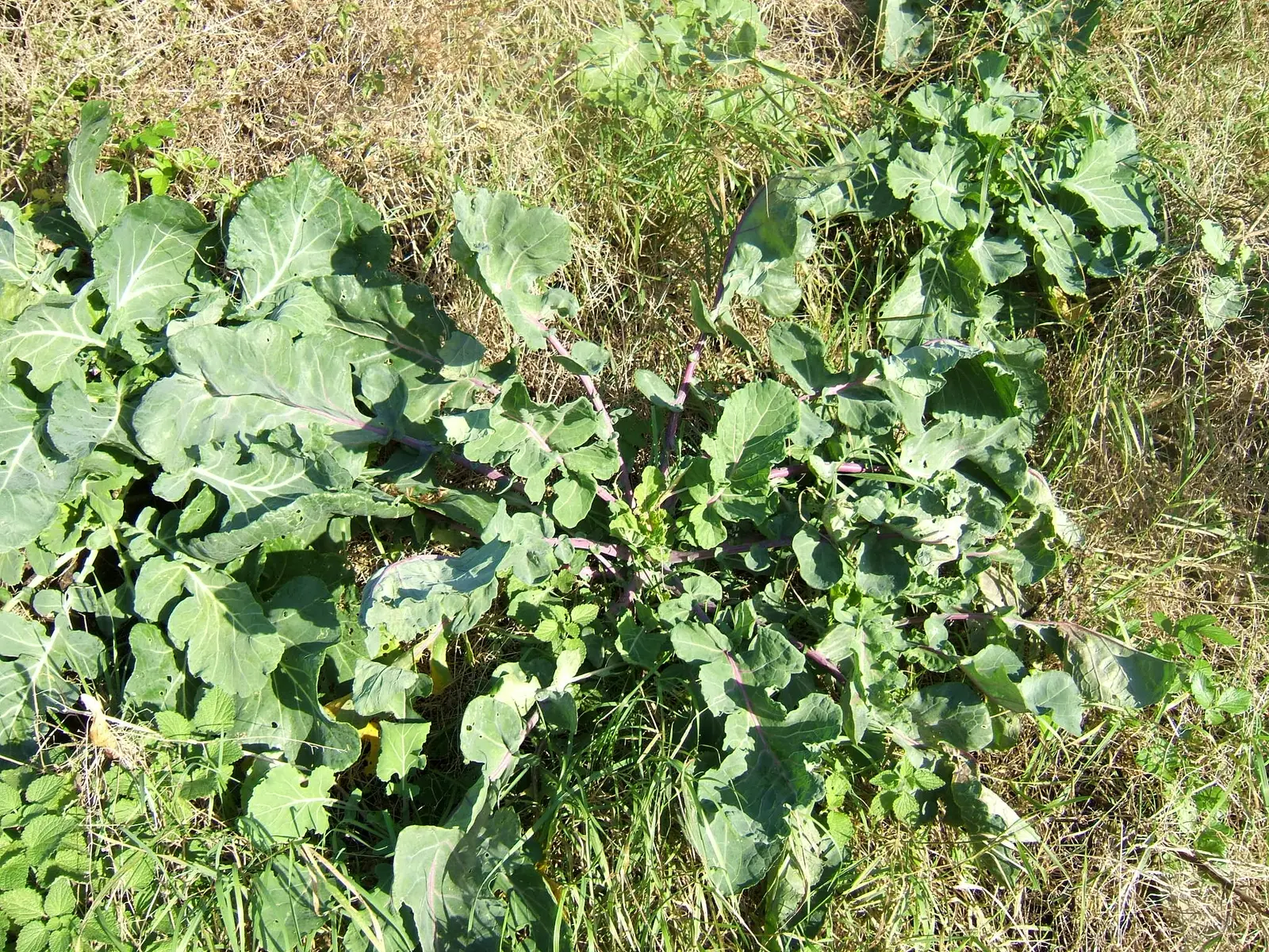 Raudonasis rusiškas lapinis kopūstas (Red Russian Kale)