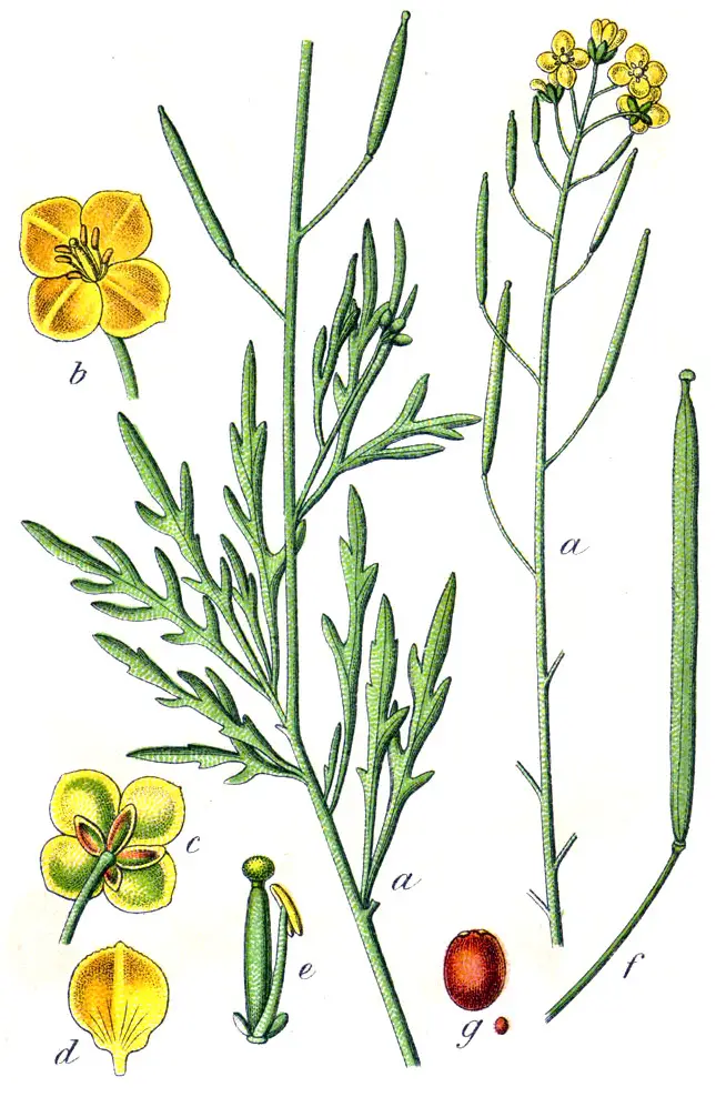 Drakono Liežuvio Rukola (Laukinė Rukola 'Dragon's Tongue')