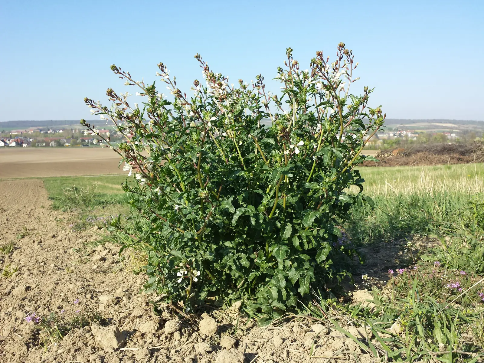 Rukola 'Rocket' (Sėjamoji gražgarstė 'Rocket')