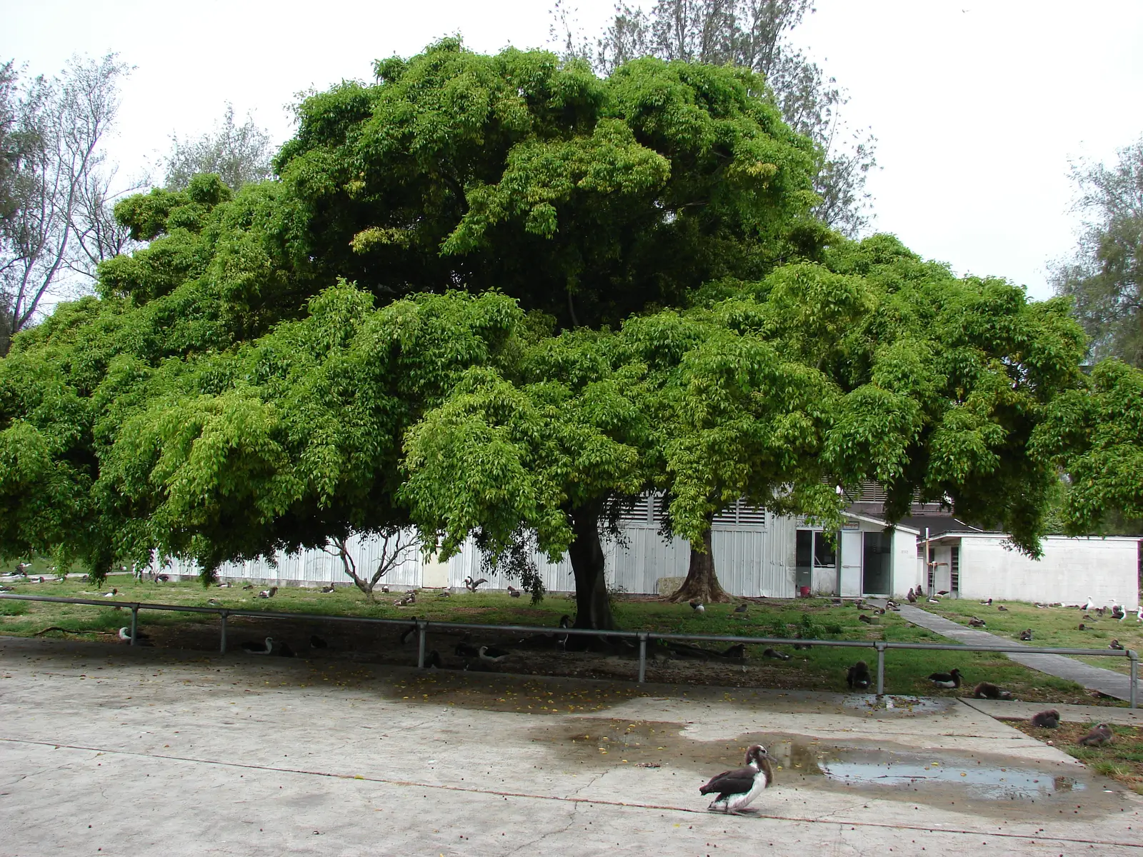 Fikusas Benjamino 'Natasja' (Smulkialapis fikusas 'Natasja')