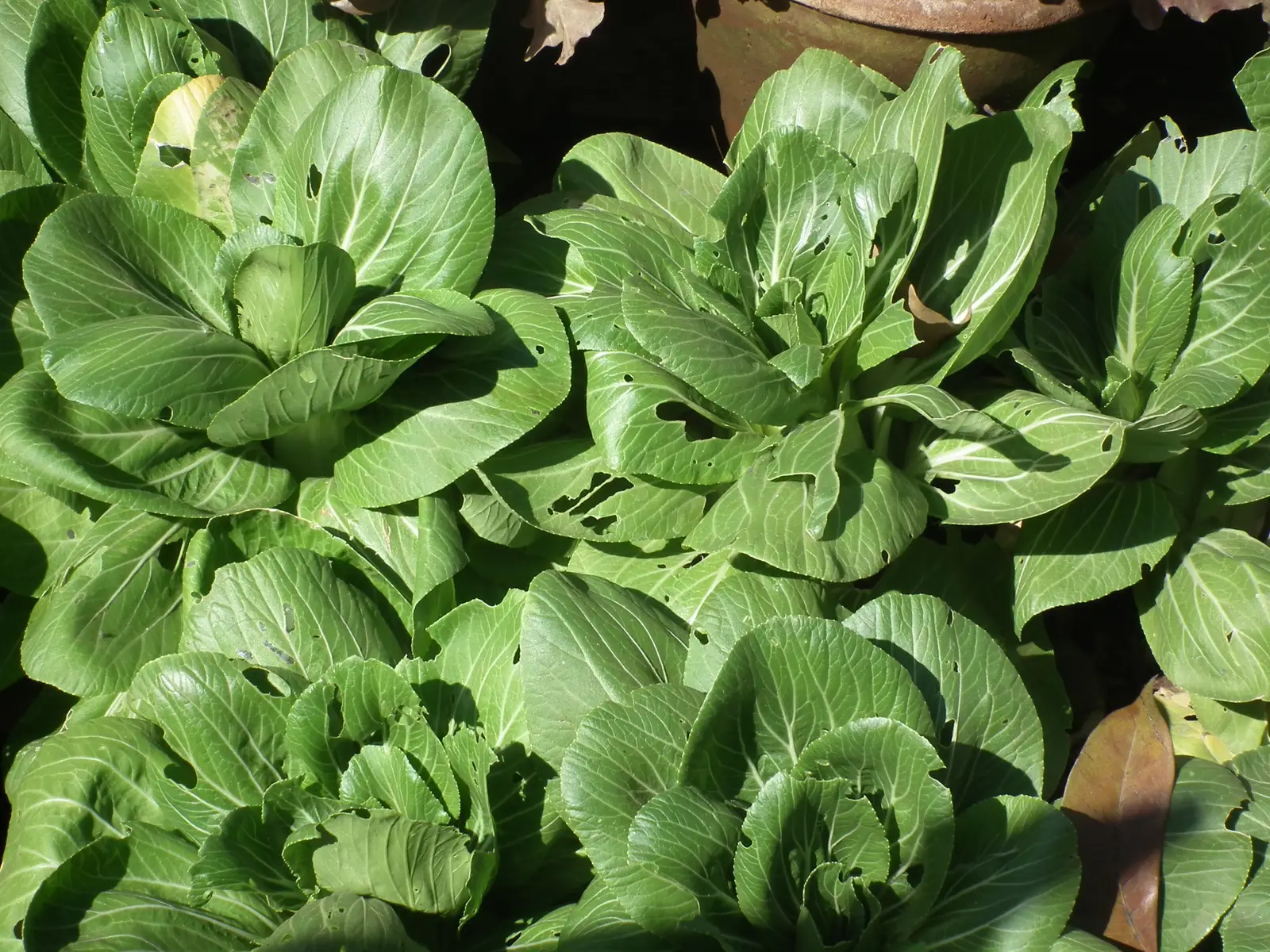 Pak Choi (Bok Choy)