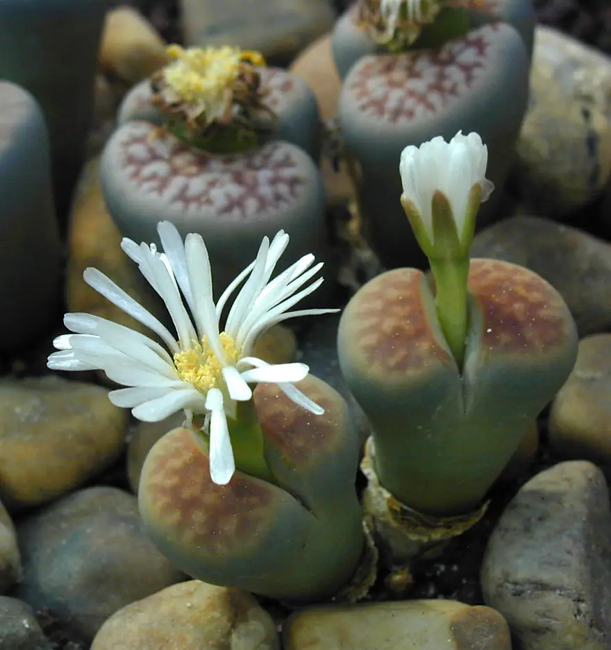 Karaso litopsis (Gyvasis akmuo)