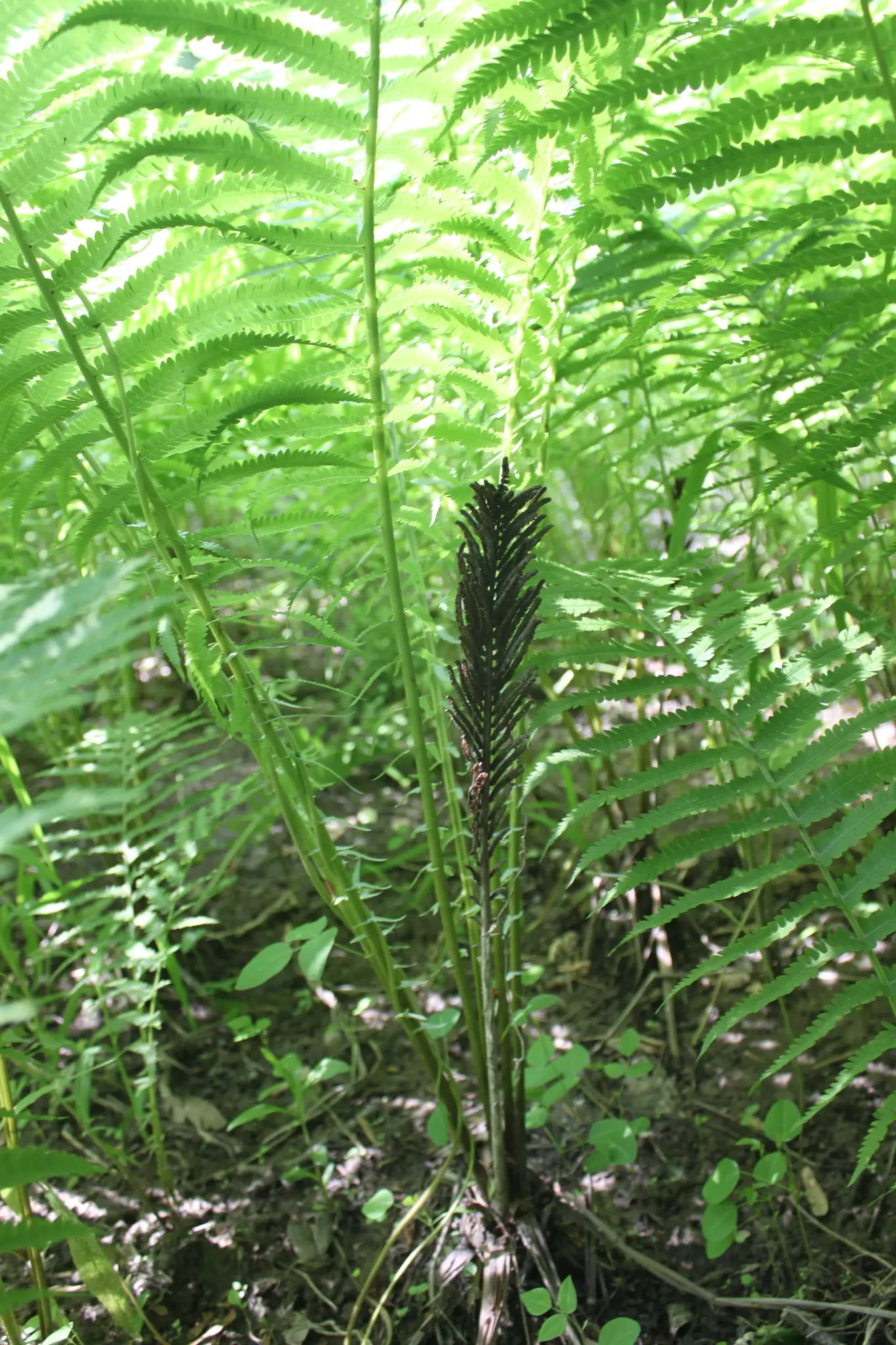 Paprastasis strutis (Pensilvanijos strutis)
