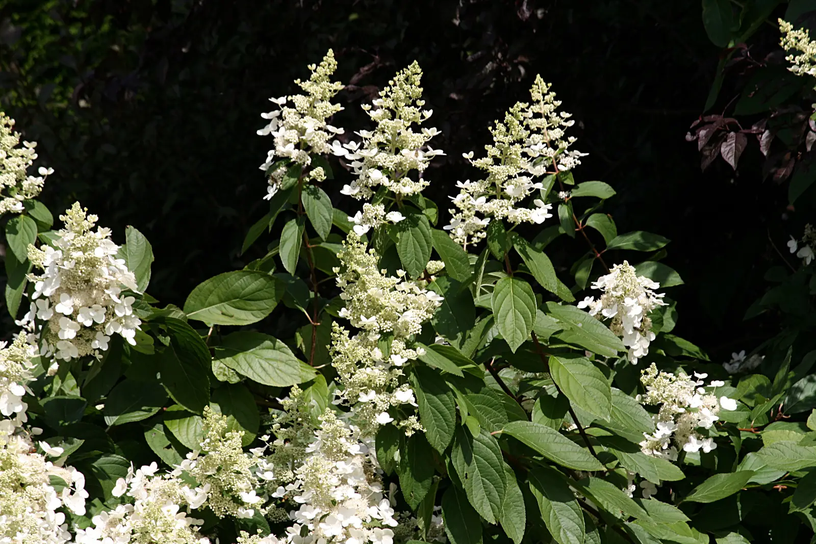 Šluotelinė hortenzija 'Little Lime'